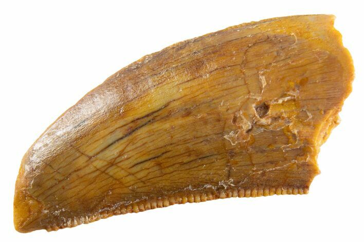 Serrated Raptor Tooth - Real Dinosaur Tooth #347012